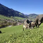 Zaustoi *