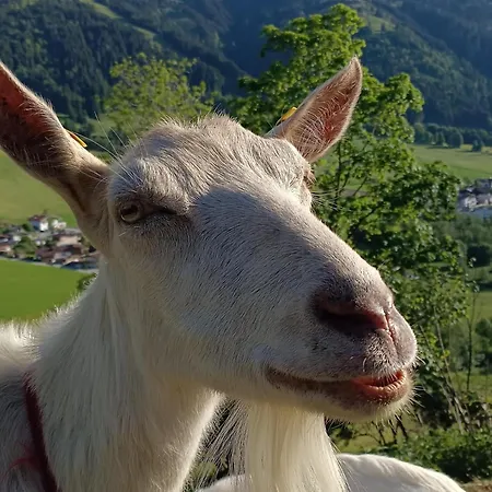 Zaustoi Διαμέρισμα *