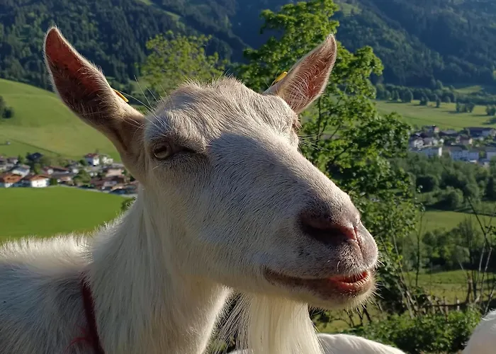 Apartamento Zaustoi *